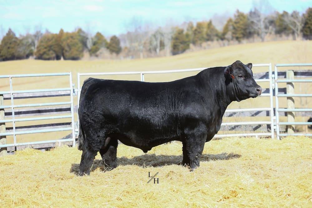 Herd Sires | Hart Simmentals